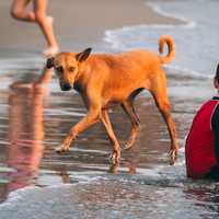 child-sitting-on-the-beach-with-dog