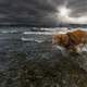 dog-running-in-the-water-under-the-clouds-and-sun