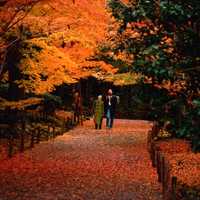 Fall Walk in Gardens by Asian Couple