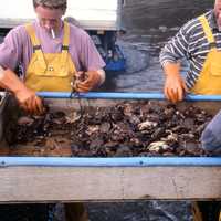 fisherman-sorting-velvet-crabs-at-fionnphort-scotland