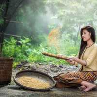 girl-gathering-rice-in-southeastern-asia