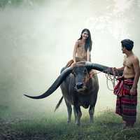 man-leading-woman-riding-an-ox