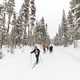 Cross-country skiing North Rim Drive in Yellowstone National Park