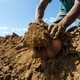 Person Harvesting Sweet Potatoes 