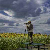 photographer-photographing-sunflowers-at-a-sunflowers-farms