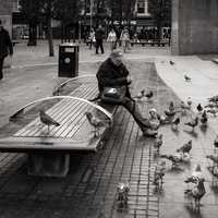 The Pigeon Whisperer feeding birds