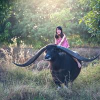 Woman riding water Buffalo