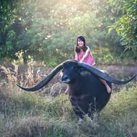 woman-riding-water-buffalo