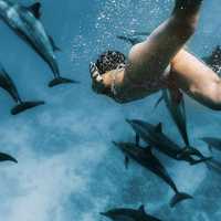 woman-swimming-with-dolphins