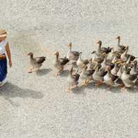 woman-with-group-of-geese-following-her