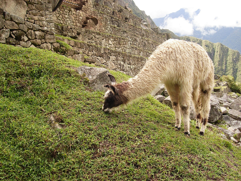 Llama Feeding on the Grass at Machu Picchu, Peru image - Free stock ...