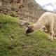 Llama Feeding on the Grass at Machu Picchu, Peru