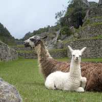 Two Llamas sitting in the Ruins of Machu Picchu, Peru