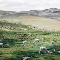 Llama grazing on the grass in the landscape in Colca, Peru