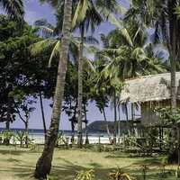 Hut surrounded by Tropical Palm Trees in the Philippines