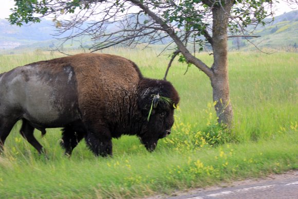 Wild Bison