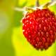 A Group of red Berries