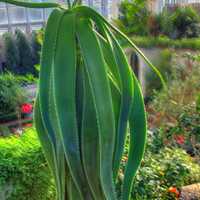 Aloe Plant