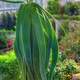 Aloe Plant