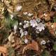 Anemone hepatica