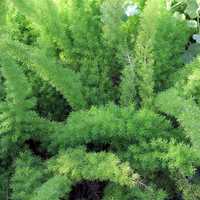 Asparagus Fern