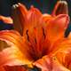 Beautiful orange lily flower
