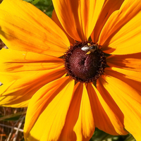 Bee on large yellow flower