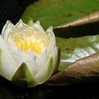 Bee with white water lilly