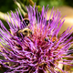 Bees on the purple flower