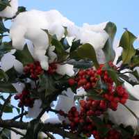 Berries hidden under snow