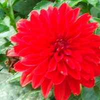 Red Dahlia flower