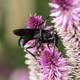 Black Wasp on purple flowers