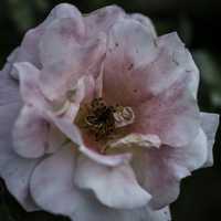 Blooming pink flower