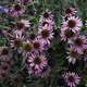 Blooming purple flowers in garden