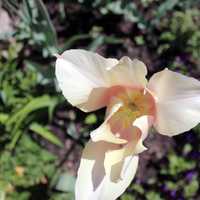 Blooming white flower