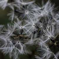 Blooming White Seeds on a plant