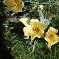 Yellow flowers