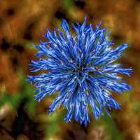 Blue Blooming flower Macro