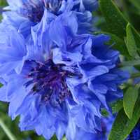 Blue Flower