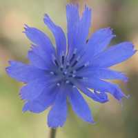 Blue-Violet flower