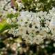 Bunch of white flowers