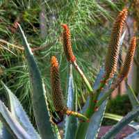 Cape Aloe