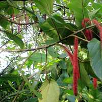 Chenille Plant