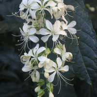 Clerodendrum