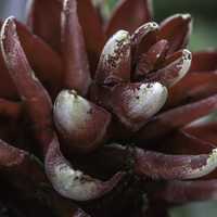 Closeup Macro of layers of a large red flower