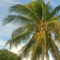 Coconut Tree