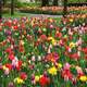 Colorful Tulips Flower Field