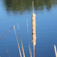 Common Marsh Plant