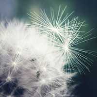 Dandelion Plant and flower in spring