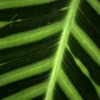 Detailed green leaf macro